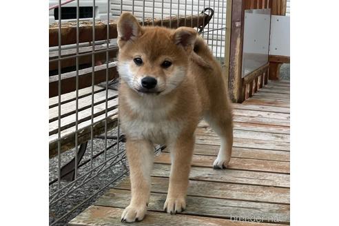 成約済の宮崎県の柴犬-236459の3枚目